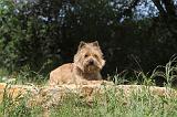 CAIRN TERRIER 133